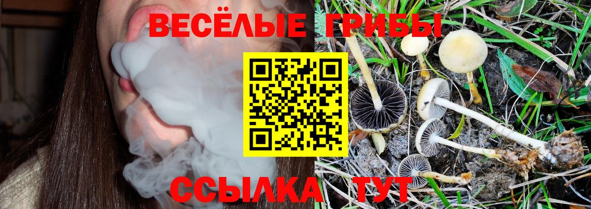 наркотики  Вход с VPN  Псилоцибиновые грибы ЛСД  Выкса  Галлюциногенные грибы Psilocybe 